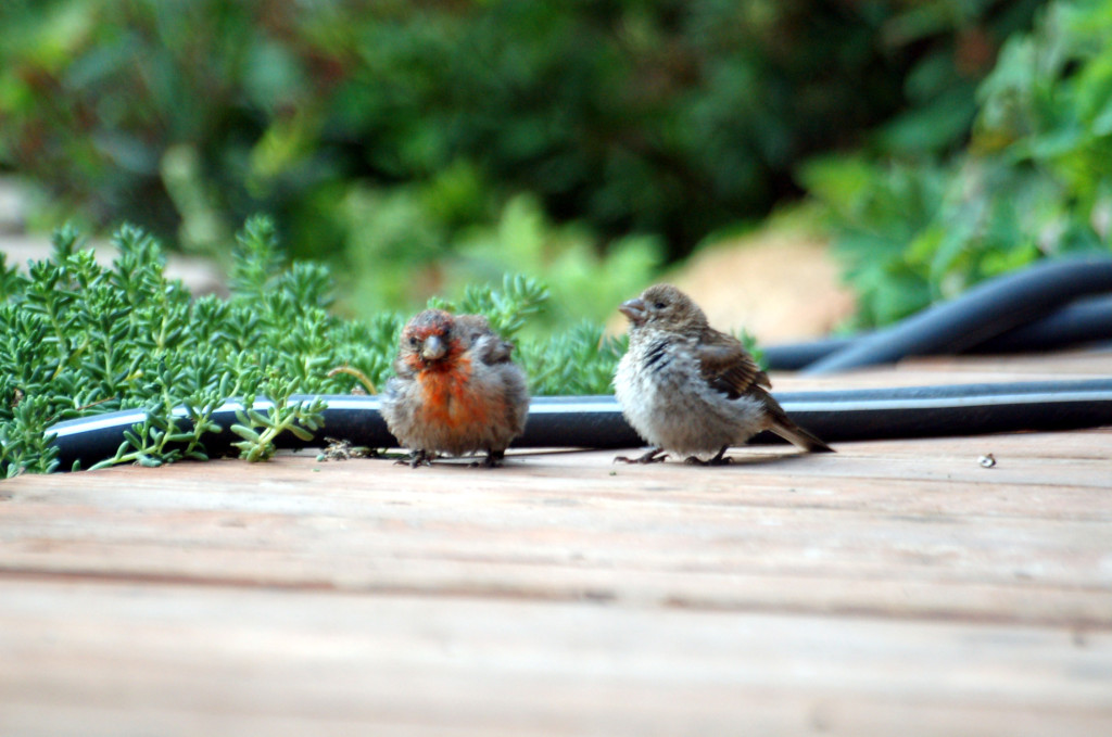 Baby house finches