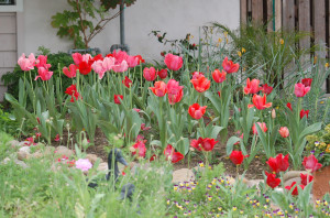 Tulips 1