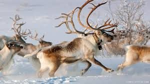 reindeer